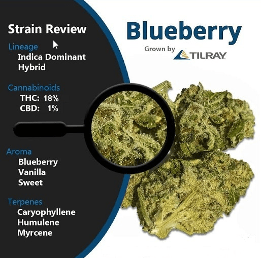 Etykieta Blueberry Tilray